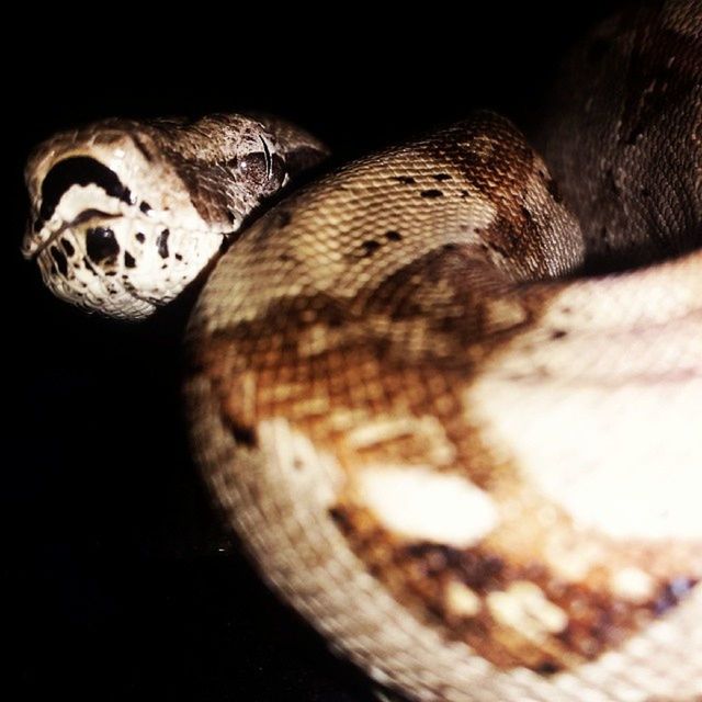 Snakesofinstagram