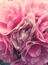 Full frame shot of pink rose bouquet