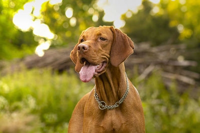 Close-up of a dog looking away