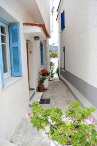 Potted plant on alley amidst buildings in city