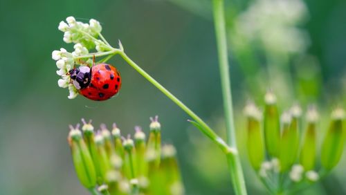 Close-up of ladybug on flower