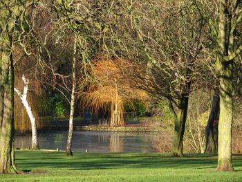 Trees by lake