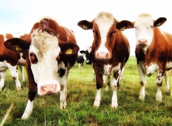 Cows on grassy field