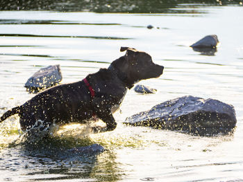 Dog on a lake