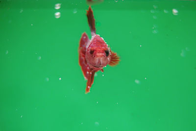 Close-up of fish swimming in sea