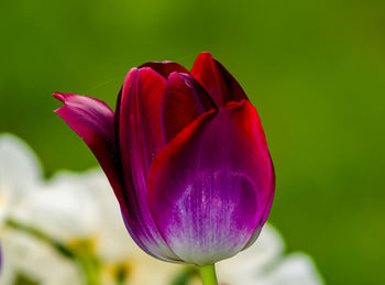 Close-up of purple flower