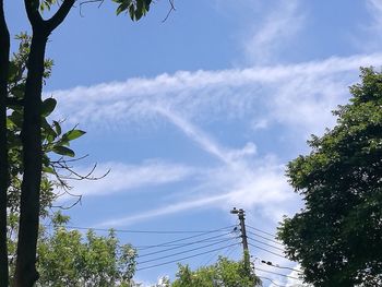 Low angle view of trees against sky