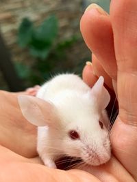 Close-up of hand holding small rabbit