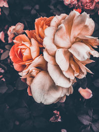 Close-up of rose plant