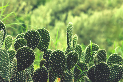 Close-up of succulent plant