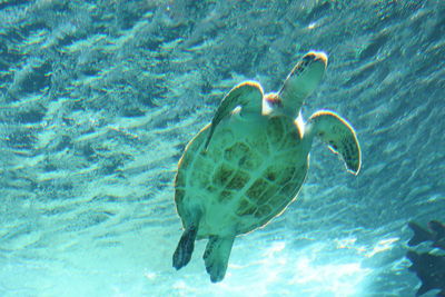 Fish swimming in sea