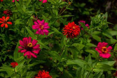 Close-up of pink flowering plants