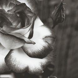 Close-up of wilted rose