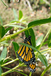 Close-up of butterfly on plant