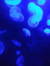 Close-up of jellyfish in sea