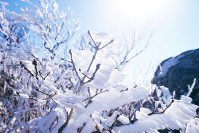 Close-up of snow on mountain against sky