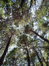 Low angle view of trees in forest