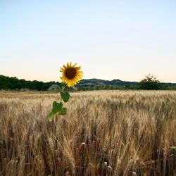 Sunflowers on field against sky