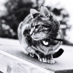 Close-up of cat sitting outdoors
