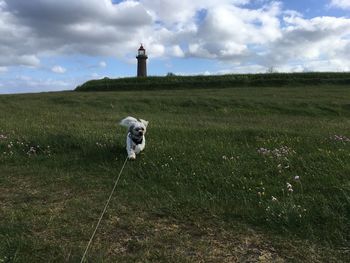 Puppy running on field against sky