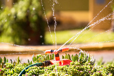 Close-up of fresh plants with water drops