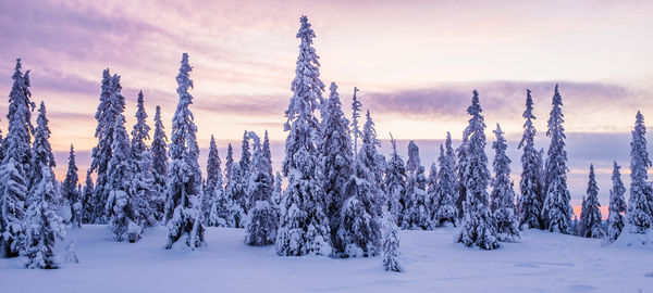 Panoramic view of trees on snow covered landscape