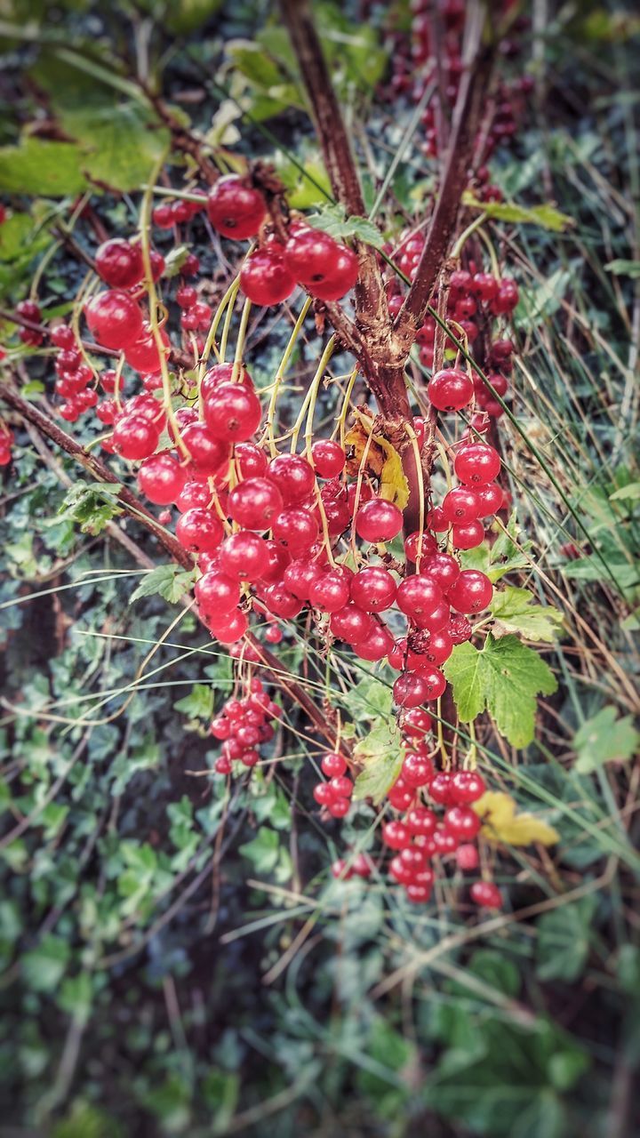 CLOSE-UP OF STRAWBERRY GROWING ON TREE