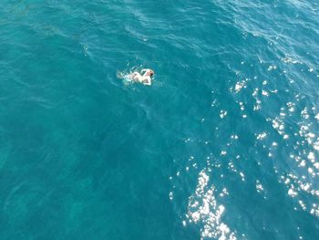 High angle view of turtle in sea