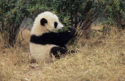 View of an animal sitting on field