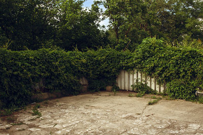 Footpath amidst trees