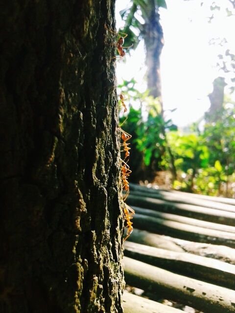 tree, tree trunk, growth, focus on foreground, wood - material, close-up, nature, textured, plant, outdoors, branch, day, selective focus, tranquility, low angle view, sunlight, growing, no people, beauty in nature, forest