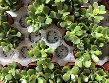 High angle view of succulent plants on table