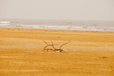 Close-up of horse on beach against sky