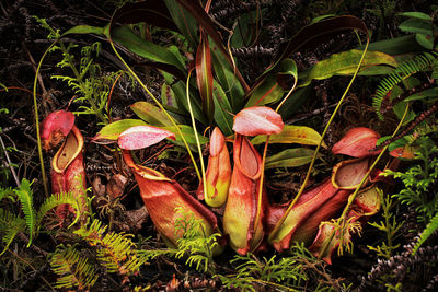 Close-up of flowers growing on plant