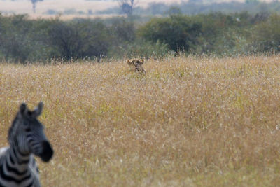 View of a lioness hunting a zebra