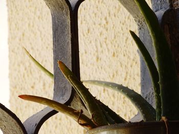 Close-up of rusty metal fence against wall