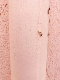 Close-up of ant on wall