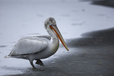 Close-up of a bird