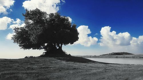 Close-up of tree on beach against sky