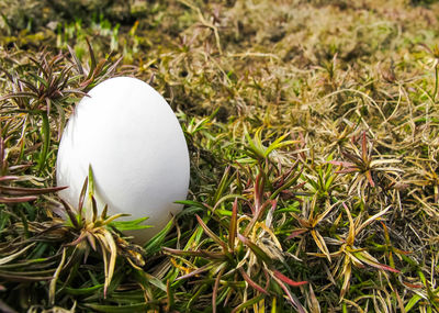 Close-up of fresh white apple in grass