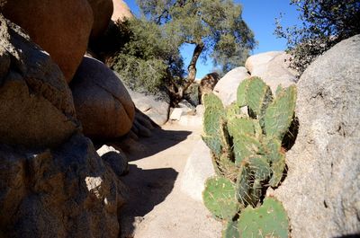 Close-up of human hand on cactus against sky