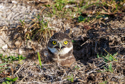 Portrait of owl on field