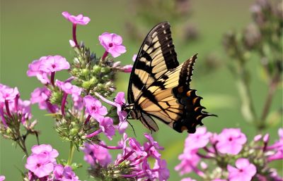 Butterfly pollinating on pink flower