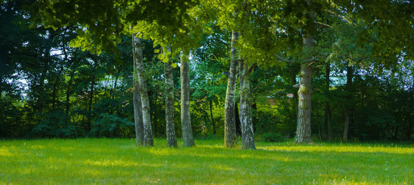 Trees in forest