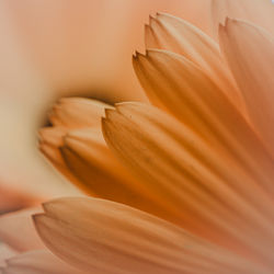 Close-up of flower