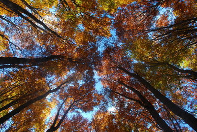 Low angle view of trees against sky during autumn