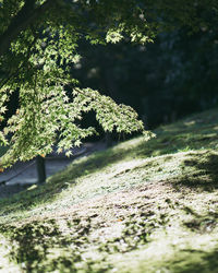 Close-up of lichen on land against trees in forest