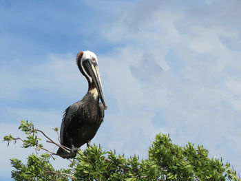 Low angle view of bird perching on a tree