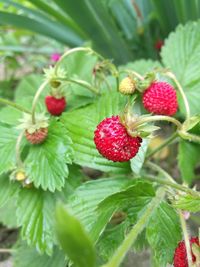 Close-up of strawberry growing on plant