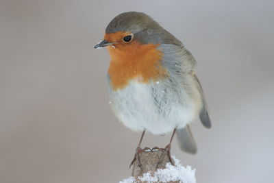 Close-up of bird perching on snow